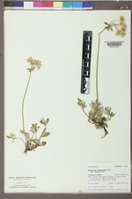 Eriogonum umbellatum var. majus image