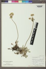 Eriogonum umbellatum var. majus image