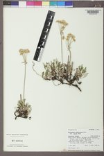 Eriogonum umbellatum var. majus image