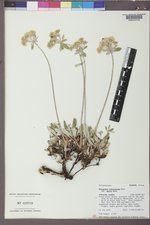 Eriogonum umbellatum var. majus image