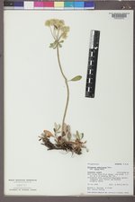 Eriogonum umbellatum var. majus image