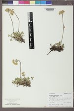 Eriogonum umbellatum var. majus image