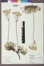 Eriogonum umbellatum var. majus image