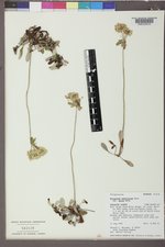 Eriogonum umbellatum var. majus image