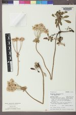 Eriogonum umbellatum var. majus image