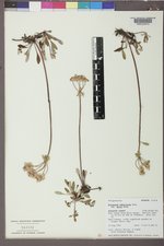 Eriogonum umbellatum var. majus image