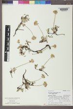 Eriogonum umbellatum var. majus image