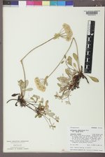 Eriogonum umbellatum var. majus image