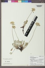 Eriogonum umbellatum var. majus image