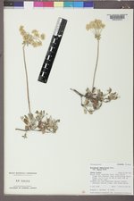 Eriogonum umbellatum var. majus image