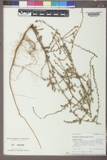 Polygonum ramosissimum image