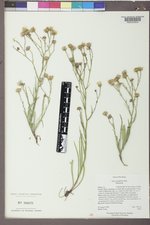Almutaster pauciflorus image