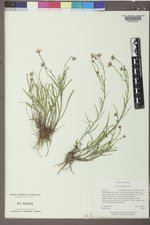 Almutaster pauciflorus image