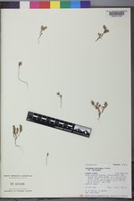 Polygonum polygaloides subsp. kelloggii image