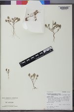 Polygonum polygaloides subsp. confertiflorum image
