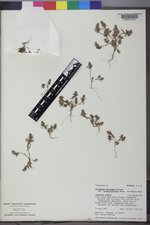 Polygonum polygaloides subsp. confertiflorum image