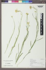 Sisymbrium linifolium image