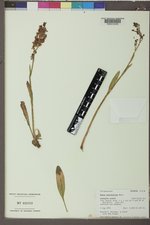 Rumex paucifolius image