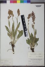 Rumex paucifolius image