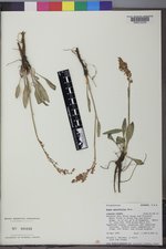 Rumex paucifolius image