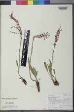 Rumex paucifolius image