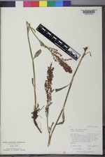 Rumex paucifolius image