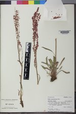 Rumex paucifolius image