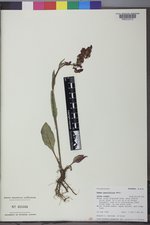 Rumex paucifolius image