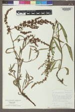 Rumex triangulivalvis image