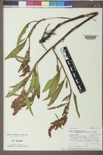 Rumex triangulivalvis image