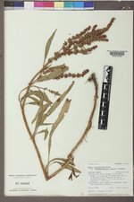 Rumex triangulivalvis image