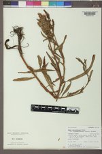 Rumex triangulivalvis image