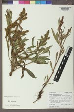 Rumex triangulivalvis image