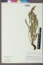 Rumex triangulivalvis image