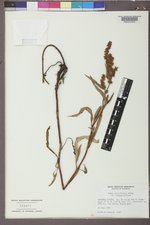 Rumex triangulivalvis image