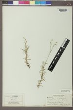 Cerastium arvense image