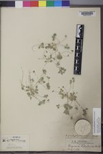 Drymaria pachyphylla image