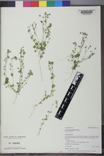 Drymaria glandulosa image