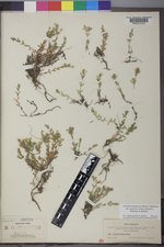 Arenaria lanuginosa var. saxosa image