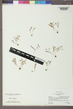Lewisia triphylla image