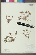 Claytonia rubra subsp. rubra image