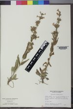 Penstemon albidus image