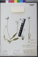 Primula pauciflora image