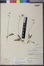 Primula pauciflora image