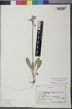 Primula pauciflora image