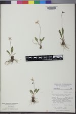 Dodecatheon pulchellum var. distolum image