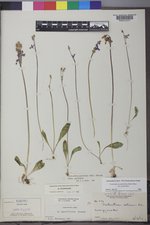 Primula pauciflora image