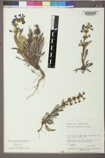 Penstemon arenicola image