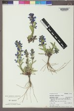 Penstemon arenicola image