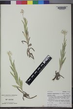 Anaphalis margaritacea image